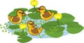 Cartoon yellow mallards or wild ducks Anas platyrhynchos ducklings afloat and flowering yellow water-lily plants